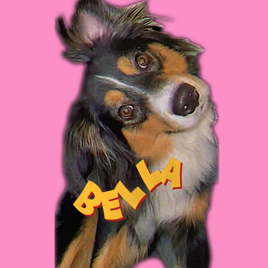 Custom Song (and Video!*) For Your Pet