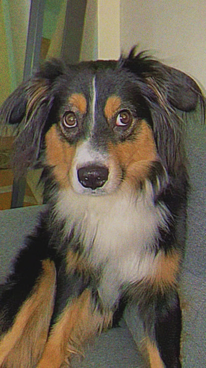 Custom Song (and Video!*) For Your Pet